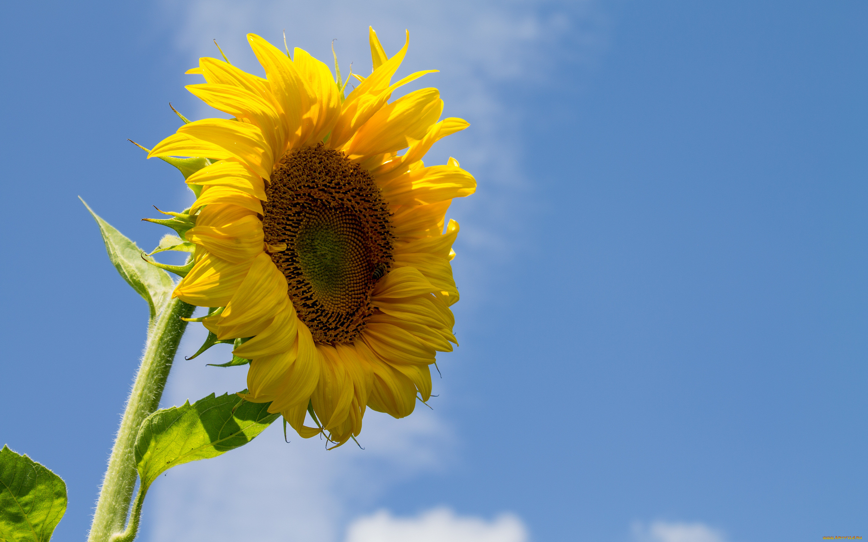 �����, ����������, ��������, ����